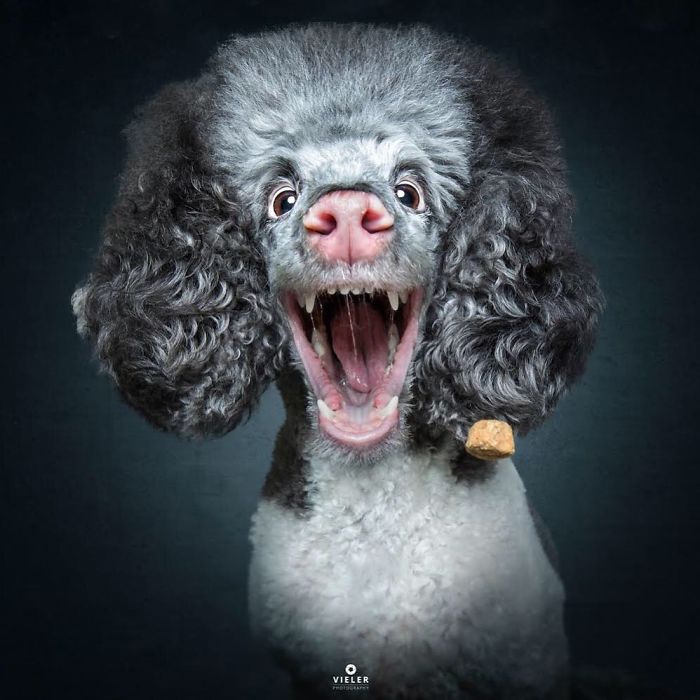 Hilarious Expressions Of Dogs Captured As They Try To Catch Treats In Mid-Air