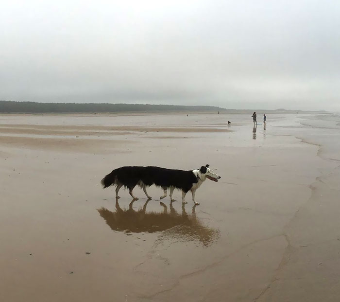 These Animal Panorama Fails Are So Bad that they are Actually Hilarious