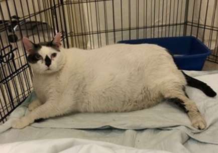 Meet Barsik; The Largest cat that shelter ever had