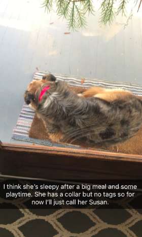 Lost Dog Suddenly Shows up at a Person's Home, So he gave her a Great Day