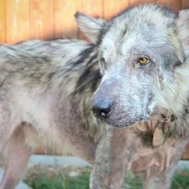 Odin; The Rescue Dog Who Was Kept Chained Up His Entire Life Now Looks Totally Different