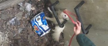 A Good Man Walking In The Woods Hears Cries of a Puppy From Inside Manhole
