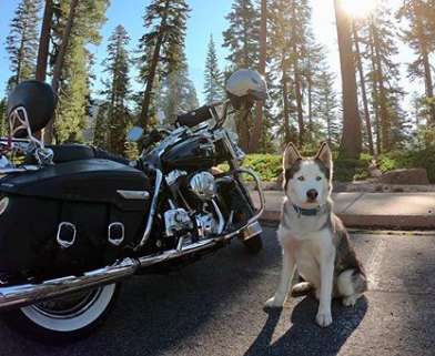 Guy Brings His Husky Friend On Cross-Country Motorcycle Trip