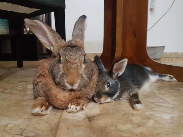 Tiny Dwarf Rabbit Falls For Girl Bunny 4x His Size