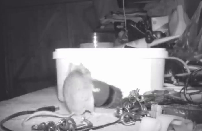 Pensioner Thought He Was Going Mad Until He Catches A Mouse That Kept Cleaning His Shed On A Trail Cam