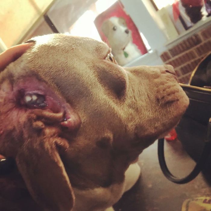 Woman Adopts Stray Dog With 2 Mouths, One Mouth is in place of the ear