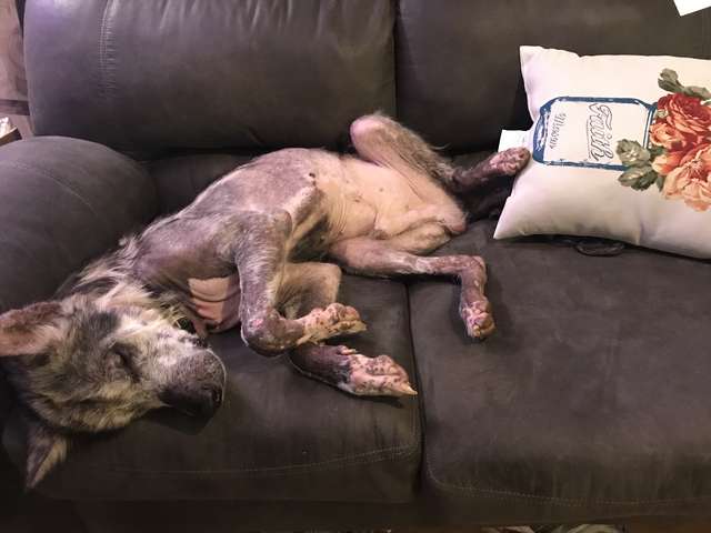 Odin; The Rescue Dog Who Was Kept Chained Up His Entire Life Now Looks Totally Different