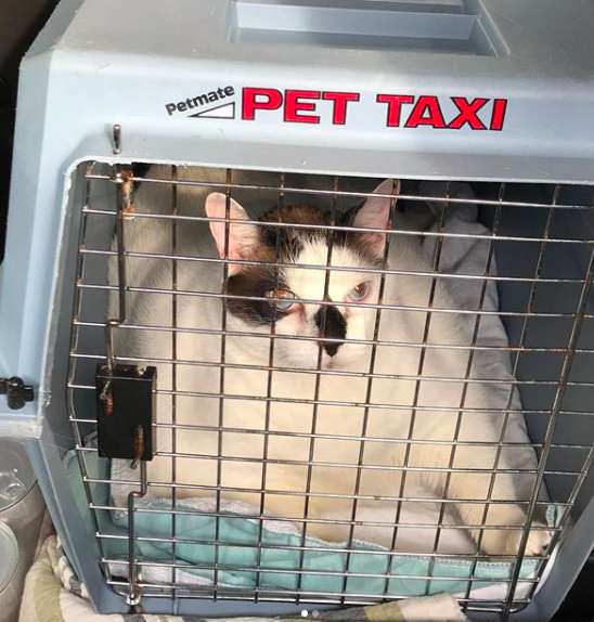 Meet Barsik; The Largest cat that shelter ever had