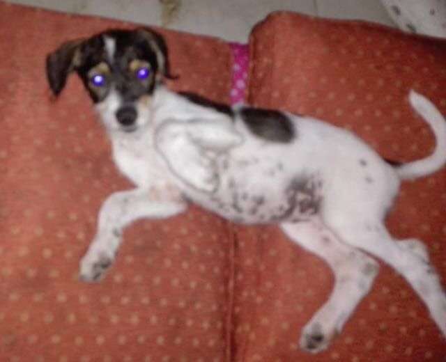 Cyclist Spots An Abandoned and Helpless Puppy On A Far Away Dirt Road