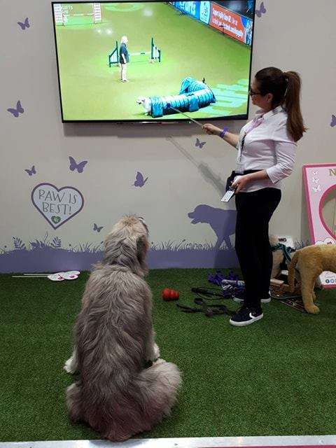 Rescued Goofy Dog Fails The Agility Course In The Most Adorable Fashion