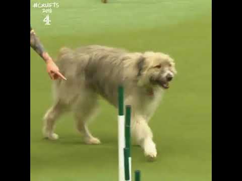 Rescued Goofy Dog Fails The Agility Course In The Most Adorable Fashion