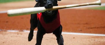 Crowd Boos at the Baseball Umpire who was Rude to an Adorable Bat Dog