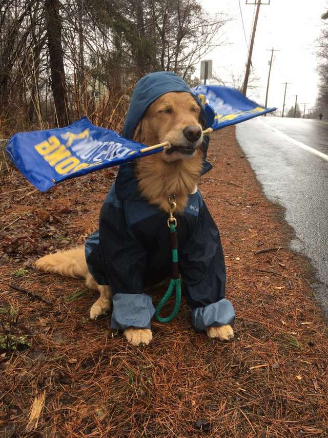 Cute Therapy Dog Cheers for Runners at Boston Marathon