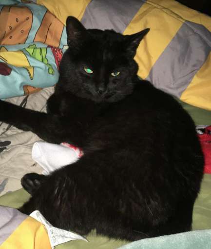 Dead Cat Returns Back Home Alive Hours Later His Heartbreaking Funeral