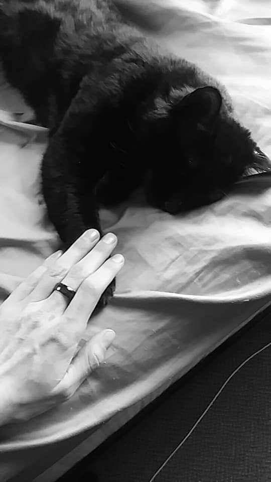 Dead Cat Returns Back Home Alive Hours Later His Heartbreaking Funeral