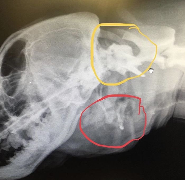 Woman Adopts Stray Dog With 2 Mouths, One Mouth is in place of the ear
