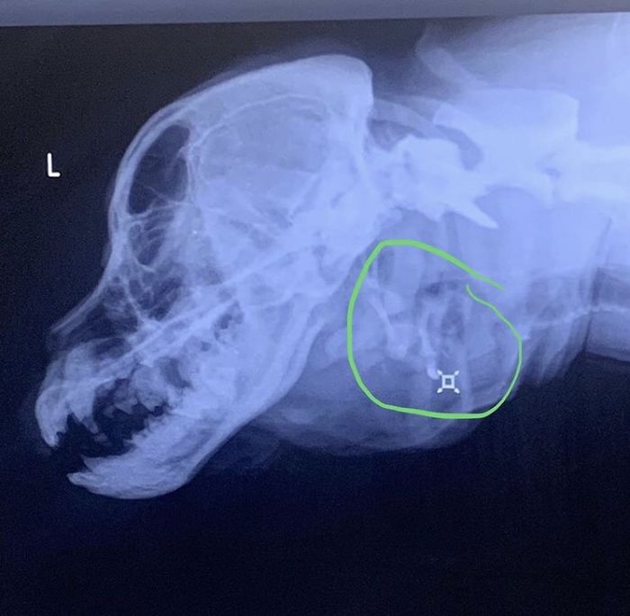 Woman Adopts Stray Dog With 2 Mouths, One Mouth is in place of the ear