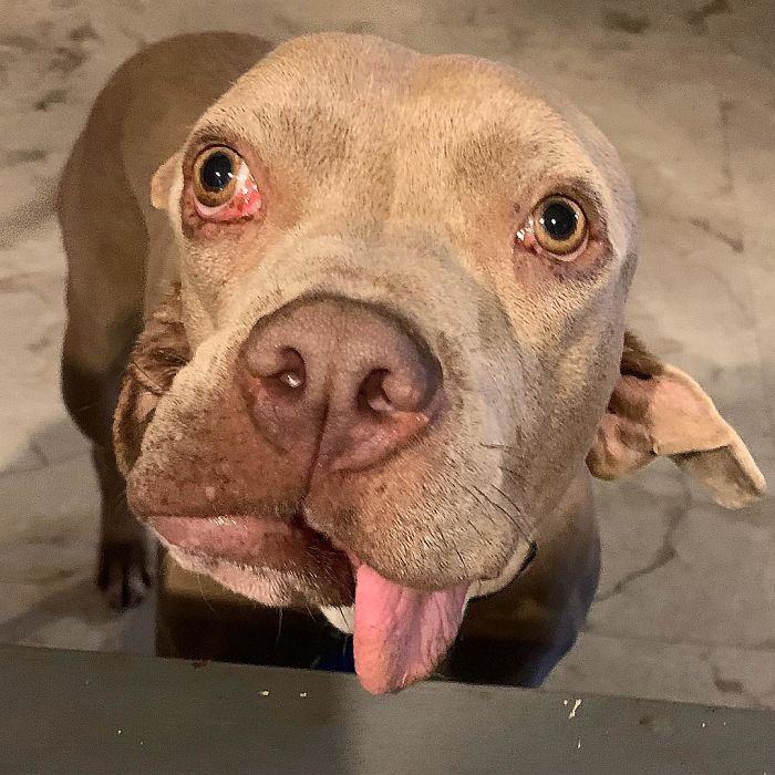 Woman Adopts Stray Dog With 2 Mouths, One Mouth is in place of the ear
