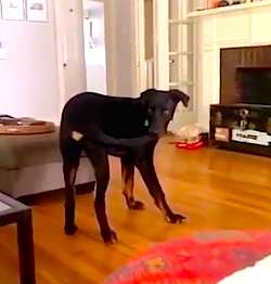 Dog Finally Catches His Own Tail And Refuses To Let Go
