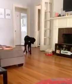 Dog Finally Catches His Own Tail And Refuses To Let Go