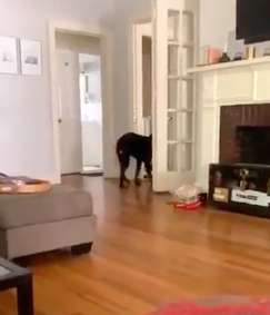 Dog Finally Catches His Own Tail And Refuses To Let Go