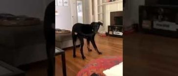 Dog Finally Catches His Own Tail And Refuses To Let Go