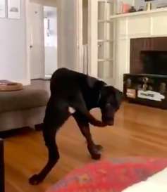 Dog Finally Catches His Own Tail And Refuses To Let Go