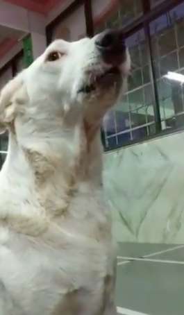 Dog Joins the Temple Chanting with People in a Temple in India in howling noises