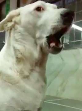 Dog Joins the Temple Chanting with People in a Temple in India in howling noises