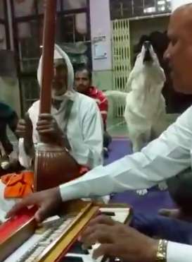 Dog Joins the Temple Chanting with People in a Temple in India in howling noises