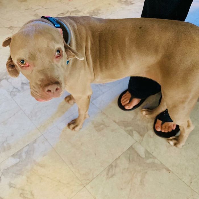 Woman Adopts Stray Dog With 2 Mouths, One Mouth is in place of the ear