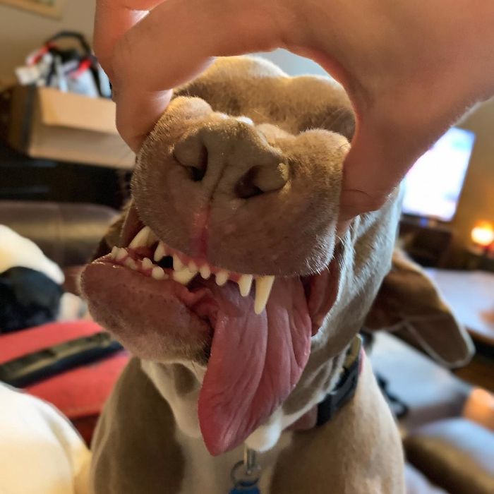 Woman Adopts Stray Dog With 2 Mouths, One Mouth is in place of the ear