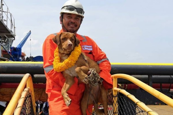 Exhausted Dog Rescued By Oil Rig Workers After He was Found Swimming 130 Miles Away From Shore In The Water