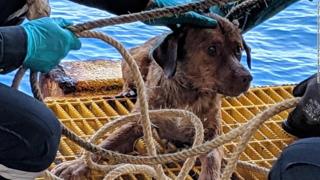 Exhausted Dog Rescued By Oil Rig Workers After He was Found Swimming 130 Miles Away From Shore In The Water
