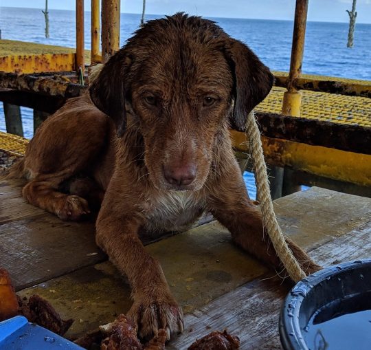 Exhausted Dog Rescued By Oil Rig Workers After He was Found Swimming 130 Miles Away From Shore In The Water