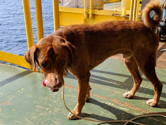 Exhausted Dog Rescued By Oil Rig Workers After He was Found Swimming 130 Miles Away From Shore In The Water