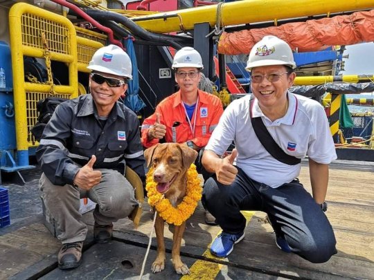 Exhausted Dog Rescued By Oil Rig Workers After He was Found Swimming 130 Miles Away From Shore In The Water