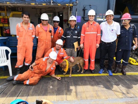 Exhausted Dog Rescued By Oil Rig Workers After He was Found Swimming 130 Miles Away From Shore In The Water