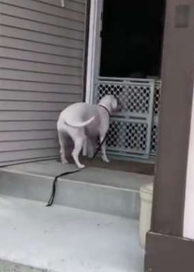 Mom plans a play date for her sad dog with her best friends