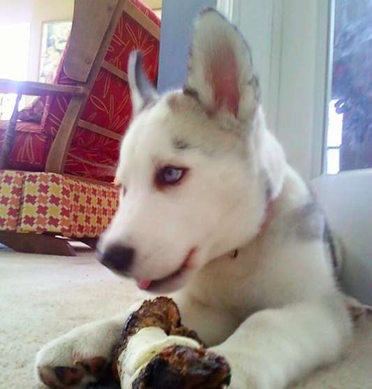 Guy Brings His Husky Friend On Cross-Country Motorcycle Trip