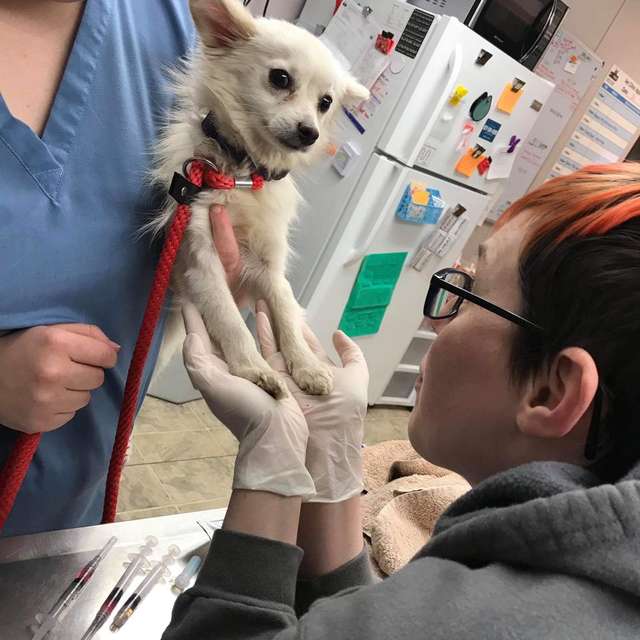 A Good Man Walking In The Woods Hears Cries of a Puppy From Inside Manhole