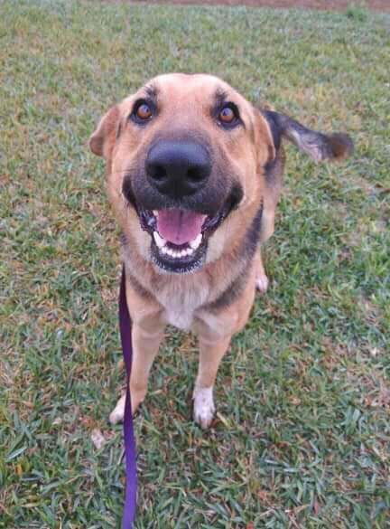 Woman Sees A Stray Dog With Heavy Chain Around Her Neck On Highway and Stops Her Car to Rescue Her