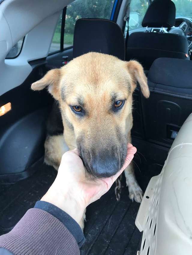 Woman Sees A Stray Dog With Heavy Chain Around Her Neck On Highway and Stops Her Car to Rescue Her