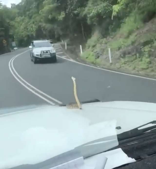 A Family Driving Back From A Road Trip Notices A Giant Snake Hanging Out On Their Car