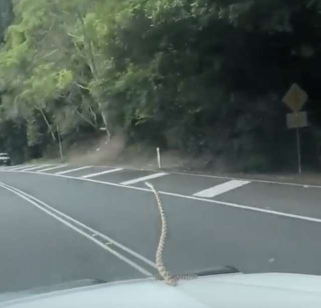 A Family Driving Back From A Road Trip Notices A Giant Snake Hanging Out On Their Car