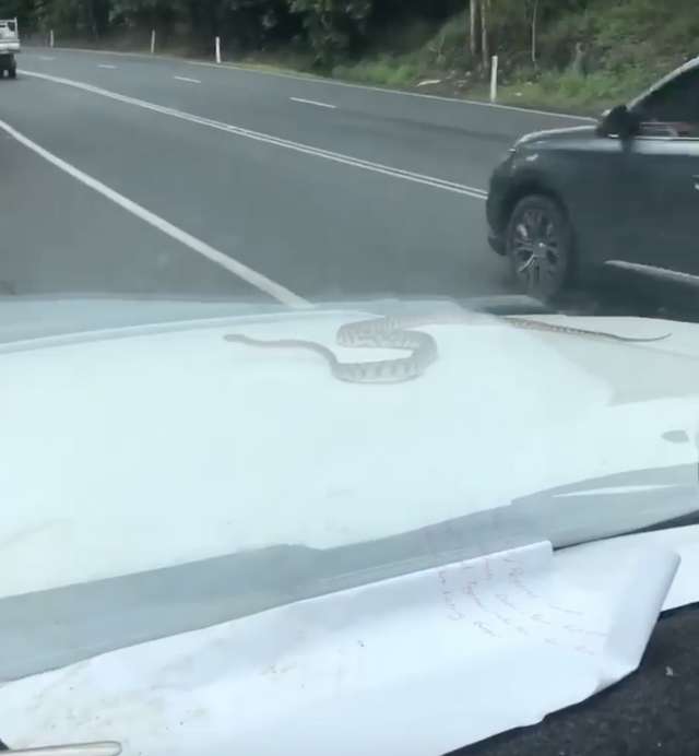 A Family Driving Back From A Road Trip Notices A Giant Snake Hanging Out On Their Car