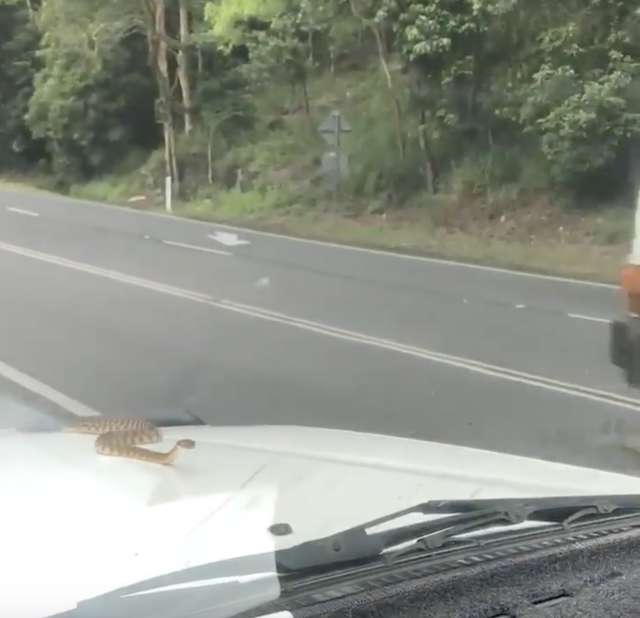 A Family Driving Back From A Road Trip Notices A Giant Snake Hanging Out On Their Car