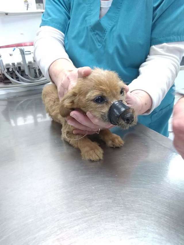Man Saves a Puppy Whose Mouth Was Taped Shut