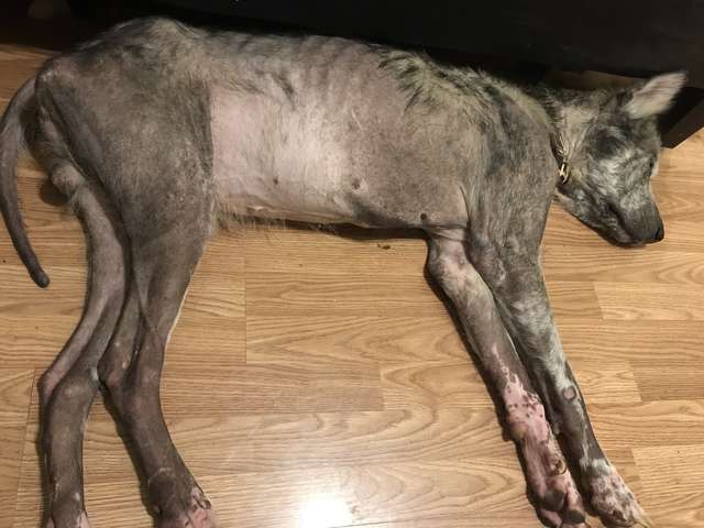 Odin; The Rescue Dog Who Was Kept Chained Up His Entire Life Now Looks Totally Different