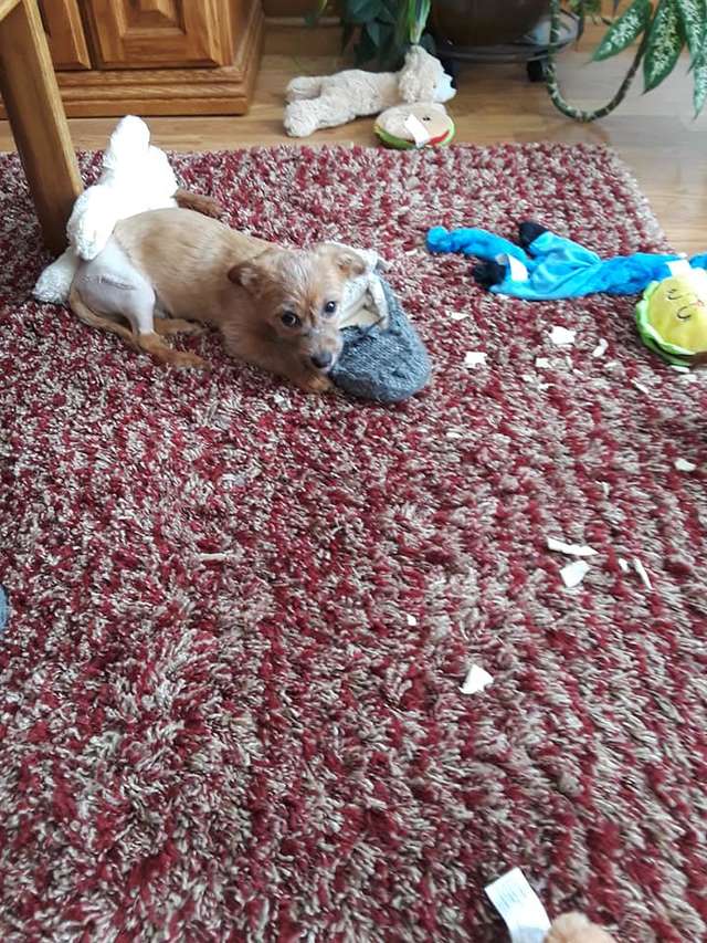 Man Saves a Puppy Whose Mouth Was Taped Shut